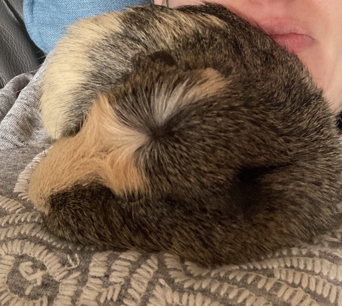 badgerbumble's tweet photo. Today I thought I would try more of a #conventionalsnoozeposition and show off my #pigwig #arielbrows #floppybumble #bumblecurl https://t.co/QXrox6qcvv