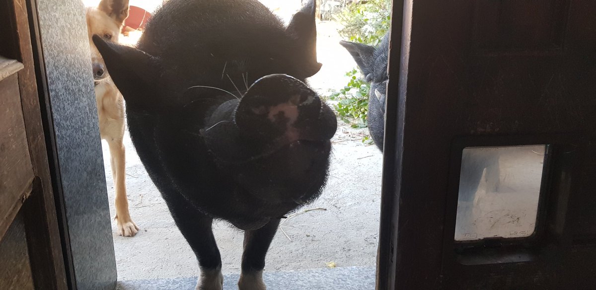 TheMaifrin's tweet photo. YES! It IS breakfast time! #pig #minipig #potbelliedpig #potbelly #minigris #blackandbeautiful #breakfast #frokost #colazione #openthedoor #petlovers https://t.co/QJXp8kRZYB
