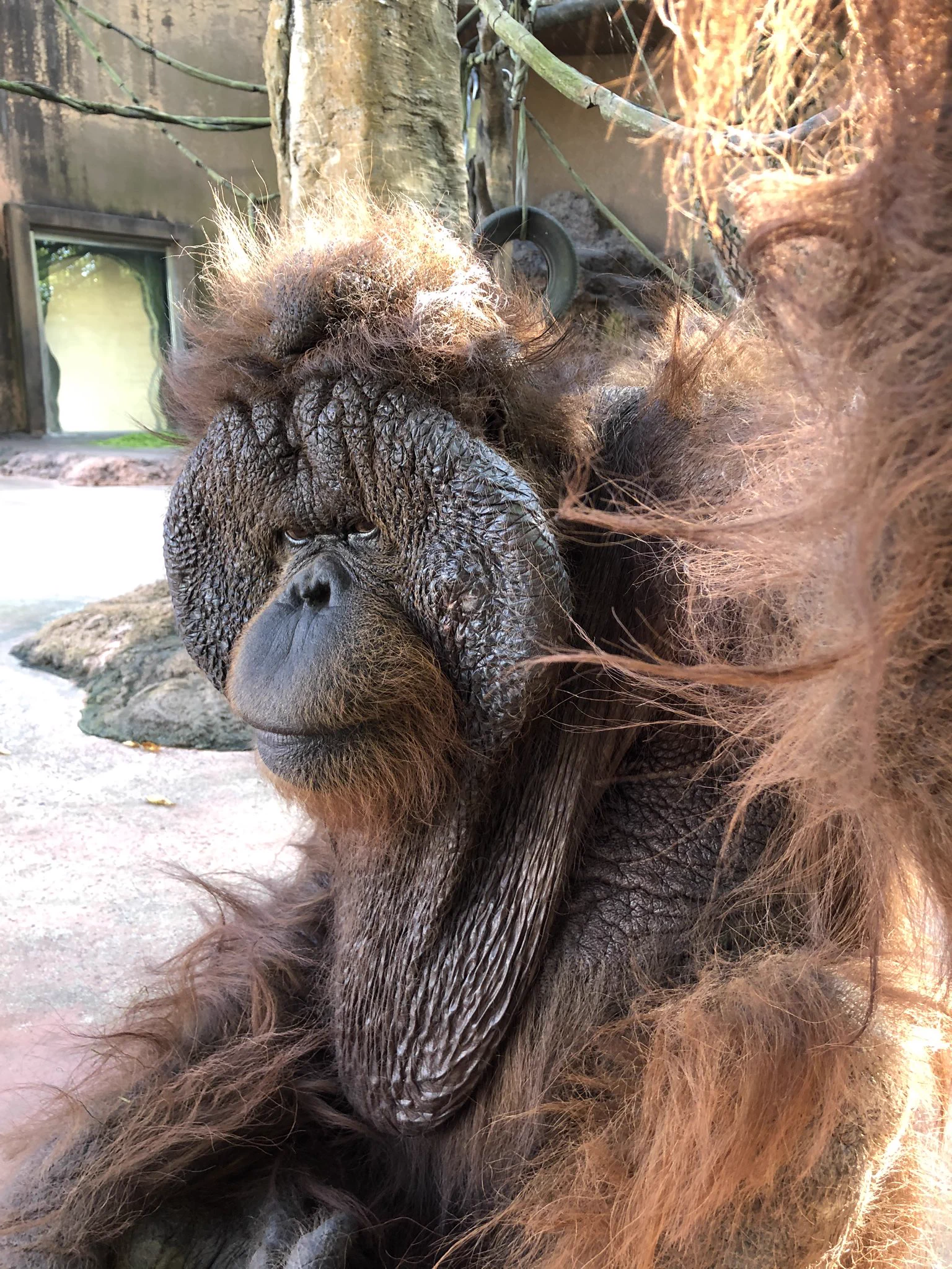 千葉市動物公園【公式】 on X: 