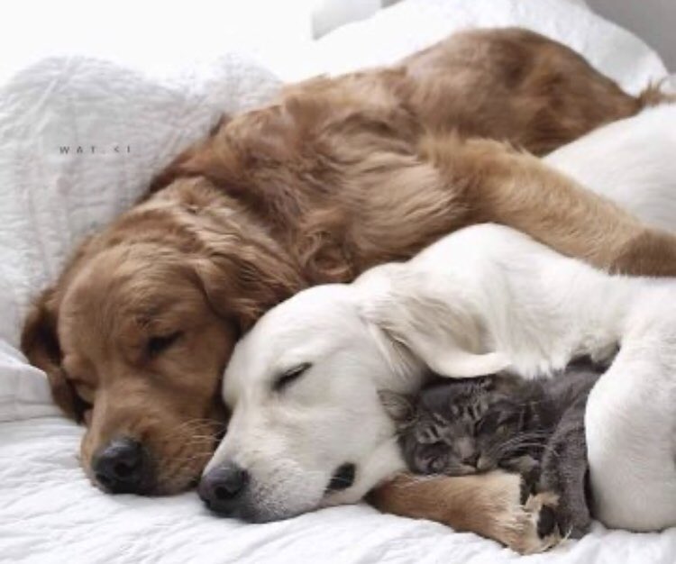 sweetrhythms's tweet photo. #To #Dream ... be safe and well; love and hugs :)

Pic via @Gerrys1111 https://t.co/wDQEooNcog