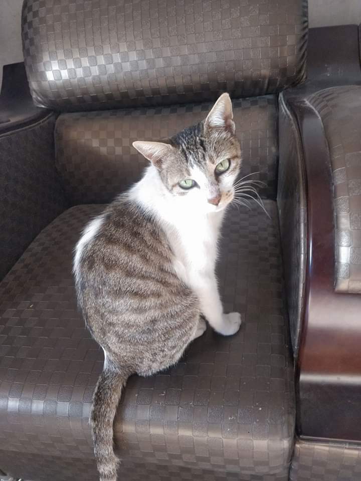AllSOCIALMEDIA9's tweet photo. Cat Pilli 

#Cat #Pilli 
#CatPilli 

#India #Beed #Maharashtra #Mumbai #Delhi #London #NewYork #California 
#World #AllWorld 

#AllSocialMediaWorld #Magazine #WorldMagazine 

#Twitter https://t.co/cJSU42UIwI