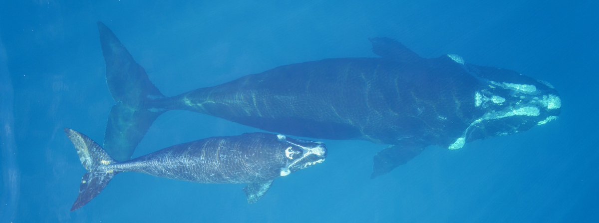 Emma Carroll (@emzlcarroll) on Twitter photo How does tech actually help whales? Read how the just-published #southernrightwhale #genome and #satellite tracking helps us learn about #whales and how their populations might fare in changing oceans. Pic: <a href="/docgovtnz/">Department of Conservation</a> permit #conservation #SGwhales theconversation.com/genome-and-sat… How does tech actually help whales? Read how the just-published #southernrightwhale #genome and #satellite tracking helps us learn about #whales and how their populations might fare in changing oceans. Pic: <a href="/docgovtnz/">Department of Conservation</a> permit #conservation #SGwhales theconversation.com/genome-and-sat…