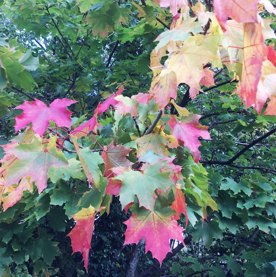 jumpingyak's tweet photo. The leaves on this tree .... 😃 🥰 🍁 🍂....
#autumnleaves #autumn #fall #autumncolors #nature #leaves #naturephotography #october #hampshire #changingseasons #leaves #simplystunning #nature #art #halfterm #halftermengland #screenfreetime #parenting #techbreak #getoutof https://t.co/RuAwChBmak