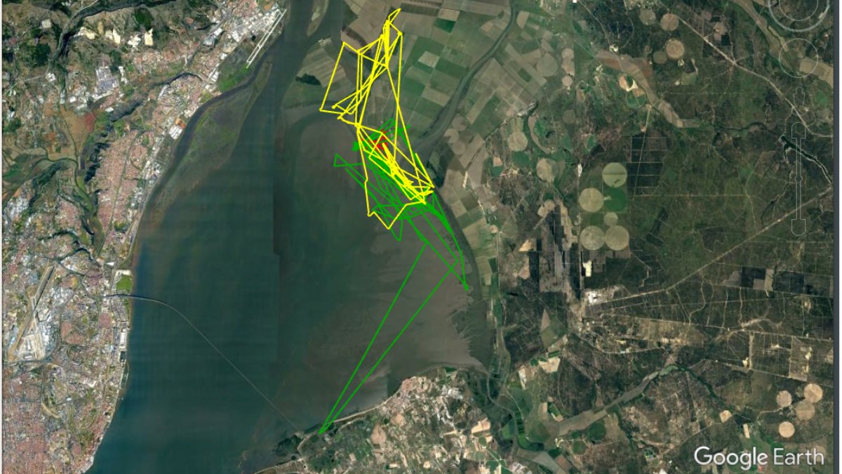 We got movement data of a few more  #waders in the Tagus Estuary!The picture shows the movements of a redshank, a grey plover and a black-tailed godwit.Can you tell which is which? #shorebrids  #ornithology