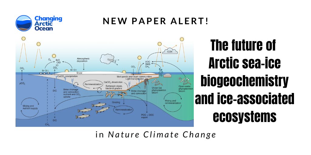 #NewPaper by Delphine Lannuzel & co-authors in @NatureClimate 🌊“The future of Arctic sea-ice biogeochemistry and ice-associated ecosystems” An excellent summary of #ClimateChange consequences 👉go.nature.com/3oB2nKg @NERCscience #UKinArctic @BMBF_Bund #ArktisImWandel