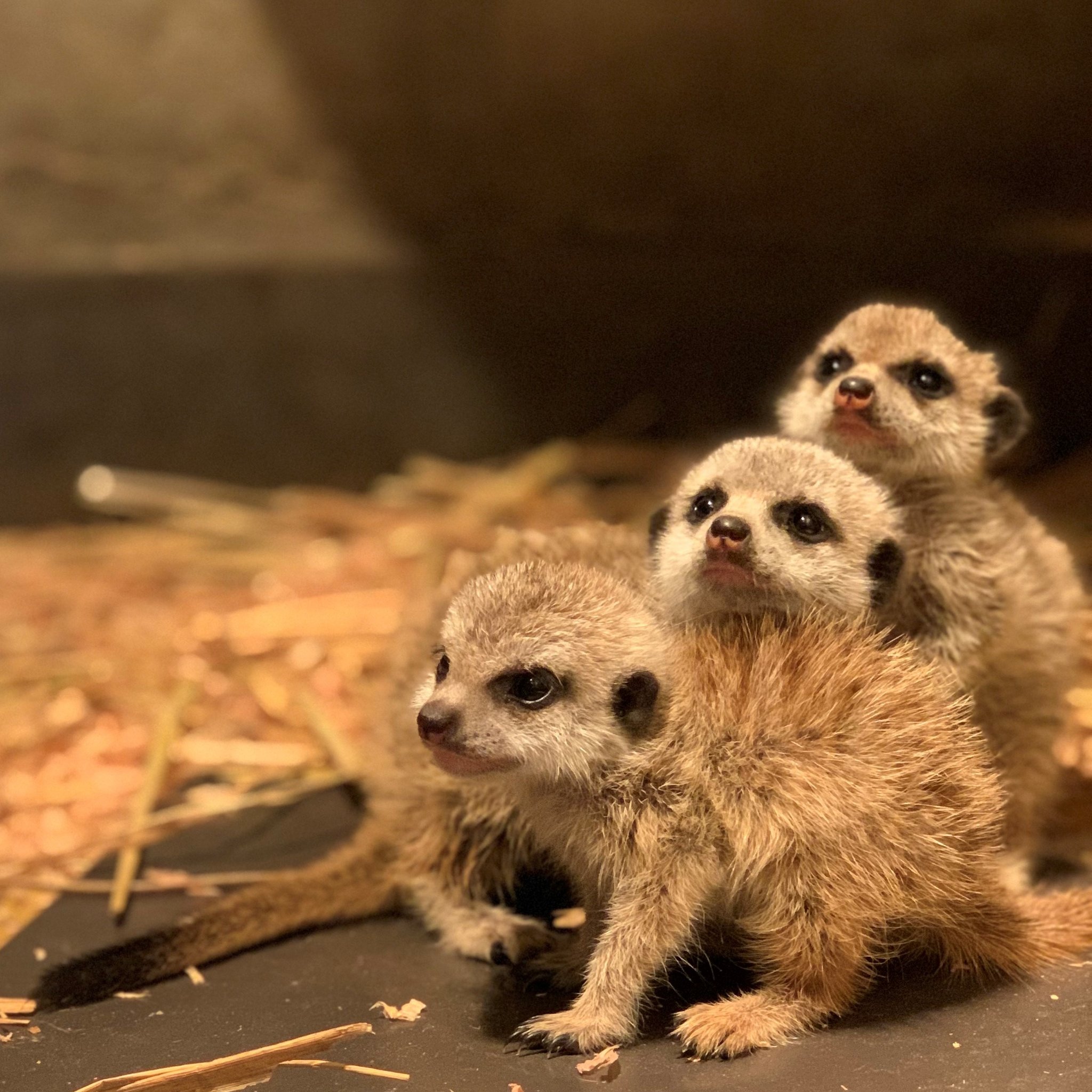 羽村市動物公園 明日30日 ブジテレビ めざましテレビ にて ミーアキャットの赤ちゃんが紹介されます Am7 35頃からぜひご覧ください ミーアキャットの赤ちゃん一般公開は12月頃を予定しております Twitterにて成長日記を投稿中 放送日程や時間が