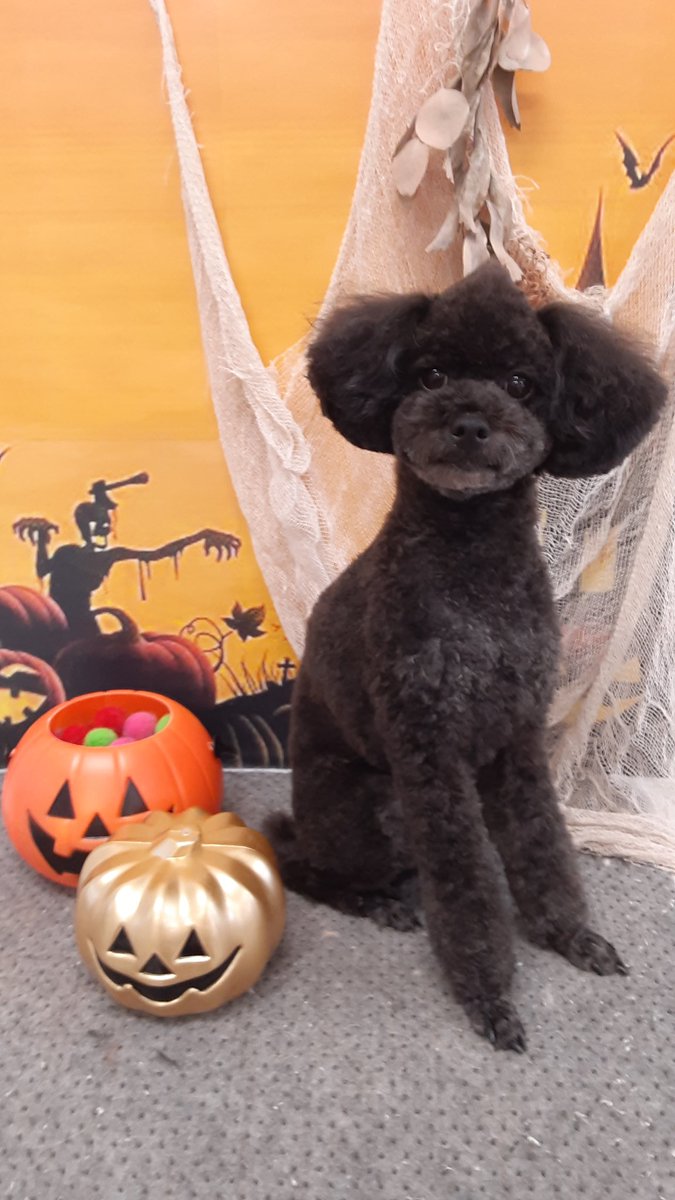 ソフトモヒカン