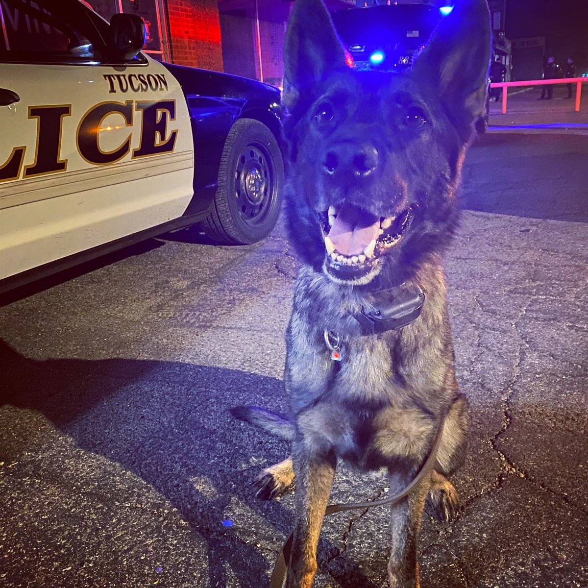 tucsonpolicek9's tweet photo. Wednesday Night is K9 Night!
-
#police #policek9 #k9 #k9training #tucson #marana #orovalley #arizona #trainingday #policedogsofinstagram https://t.co/NjKanLJu1e