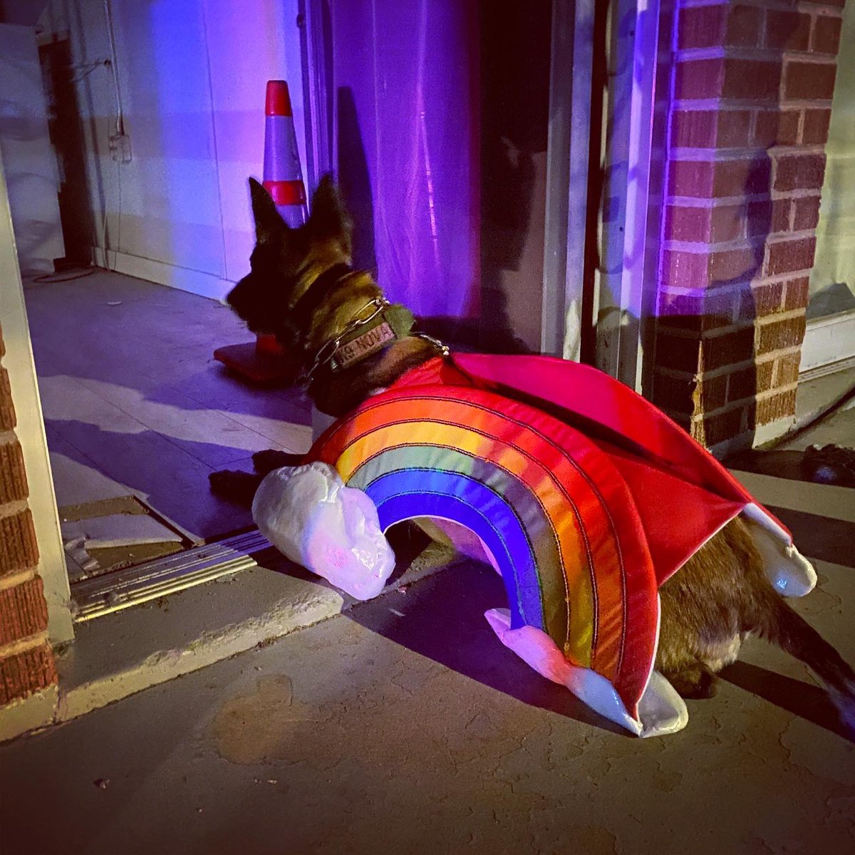 tucsonpolicek9's tweet photo. Wednesday Night is K9 Night!
-
#police #policek9 #k9 #k9training #tucson #marana #orovalley #arizona #trainingday #policedogsofinstagram https://t.co/NjKanLJu1e
