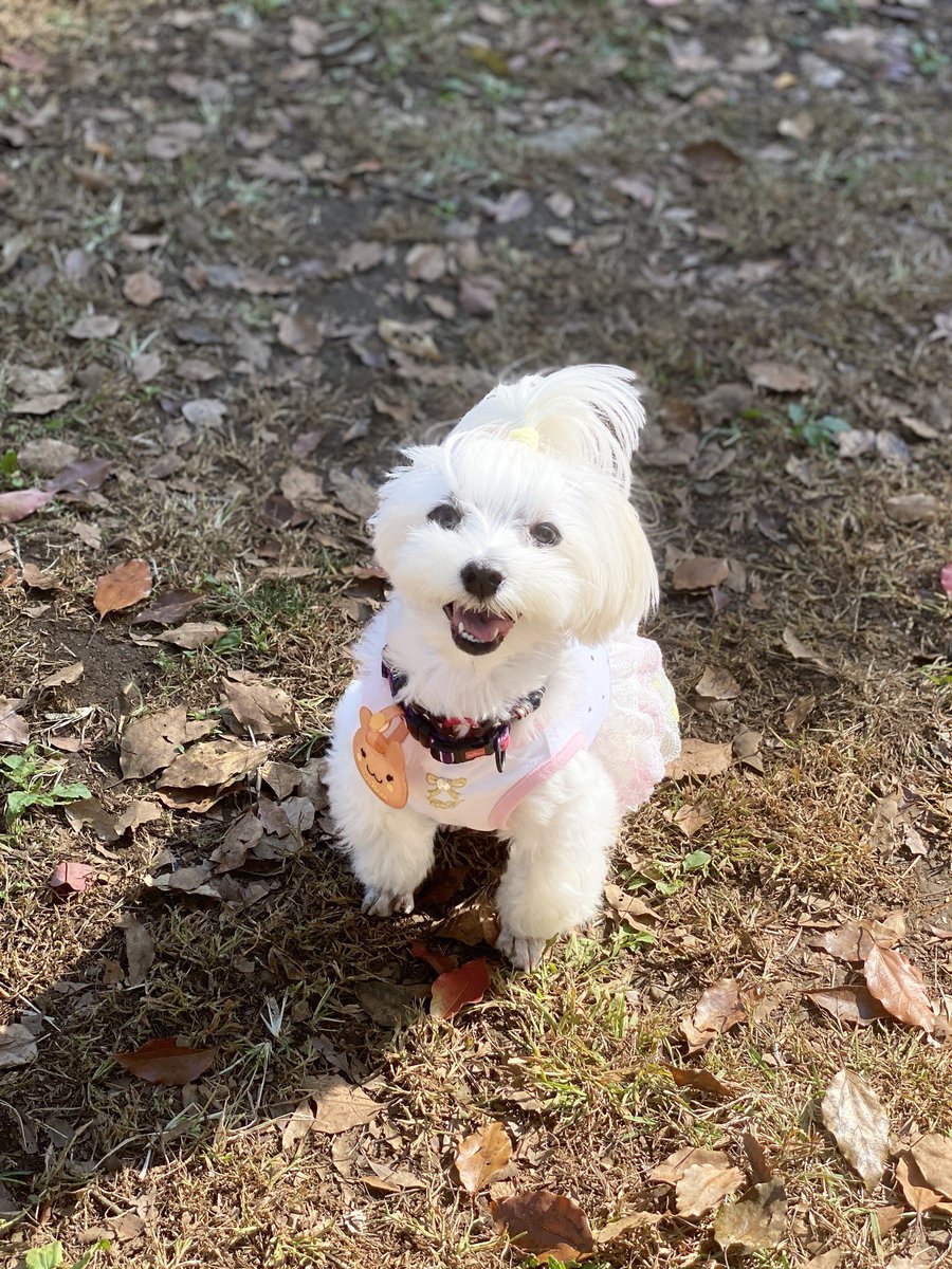 ひーちゃん 昭和記念公園をお散歩 朝一だったから ドッグランも空いてて ガウガウ小梅にはもってこいだった マルチーズ 犬 昭和記念公園