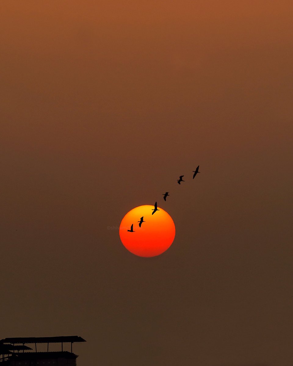 shivamchomal_'s tweet photo. Sunsets♥️✨
#sunset  #birds #love #evening https://t.co/4i2eeIZURs