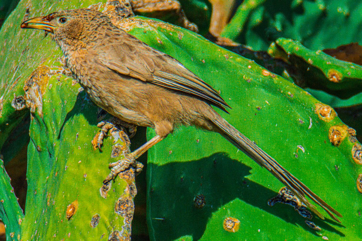 FutureMediaPK's tweet photo. Arabian Babbler
Arabic: ثرثارة عربية

Location: Ash #Shafa #AlShafa #Taif #Makkah Region #SaudiArabia
الموقع: #شفا #الشفا #الطائف منطقة #مكة #السعودية
#المعلومات #المصورين #المصورين #الصور #عدستي
#naturephotography #photographer #beauty #beautiful @tswir @SaudiMagazine @IASArabia https://t.co/Rauy2Zq4Ac