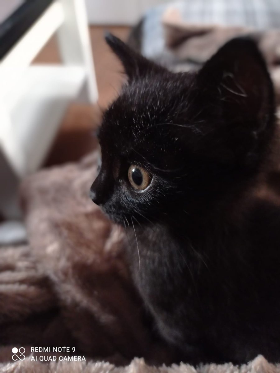 IsaRamiro75's tweet photo. @AruserosLaSexta os presento a Matilde #diamundialdelgato #aruseros446 https://t.co/QllZgg3JtP