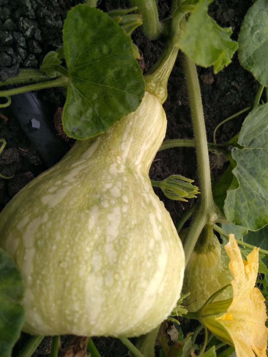 KenfoGroup's tweet photo. Doing a research to understand what causes deformities to Butternut @greenlifeagro. @amiran_kenya..

I thought its the aftermath of fruitfly infestation then i saw this one that wasn't infested...

@katani, Syokimau

#angamizacoronamachakos #COVID19 @KenfoGroup @Agricday @Traddle https://t.co/S0OFsBP8Lc