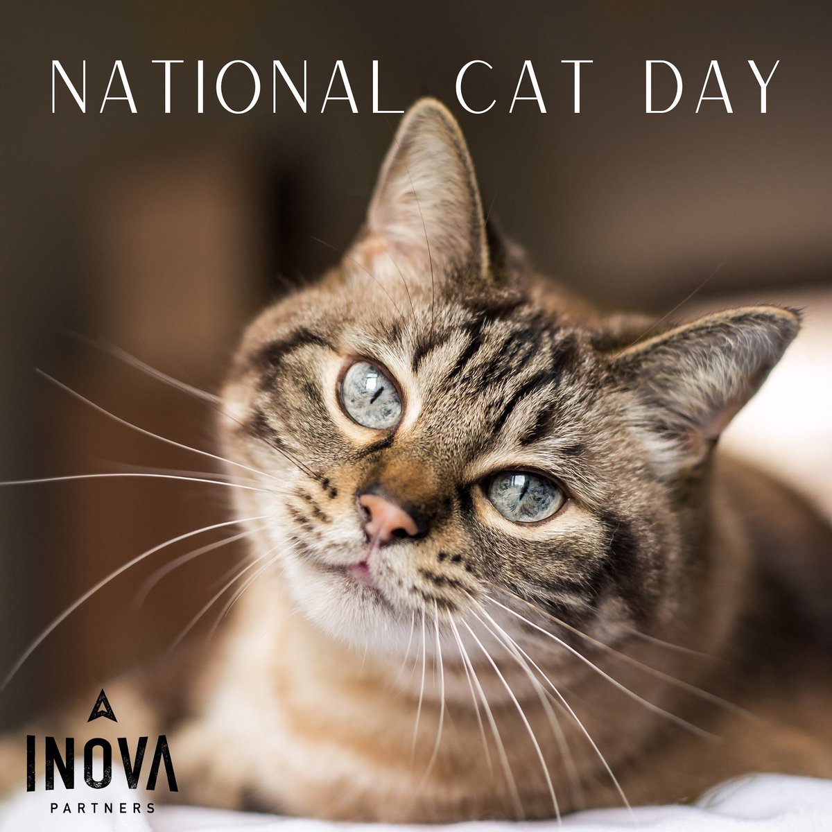 InovaPartners's tweet image. Happy National Cat Day

#nationalcatday #cats #catsofinstagram #of #cat #kitten #meow #catlife #kittens #caturday #catday #pets #veterinarylife #instacat #kitty #catstagram #catoftheday #catlovers #veterinarymedicine #national #instagram #nationalday #vettech #vettechlife #catmom