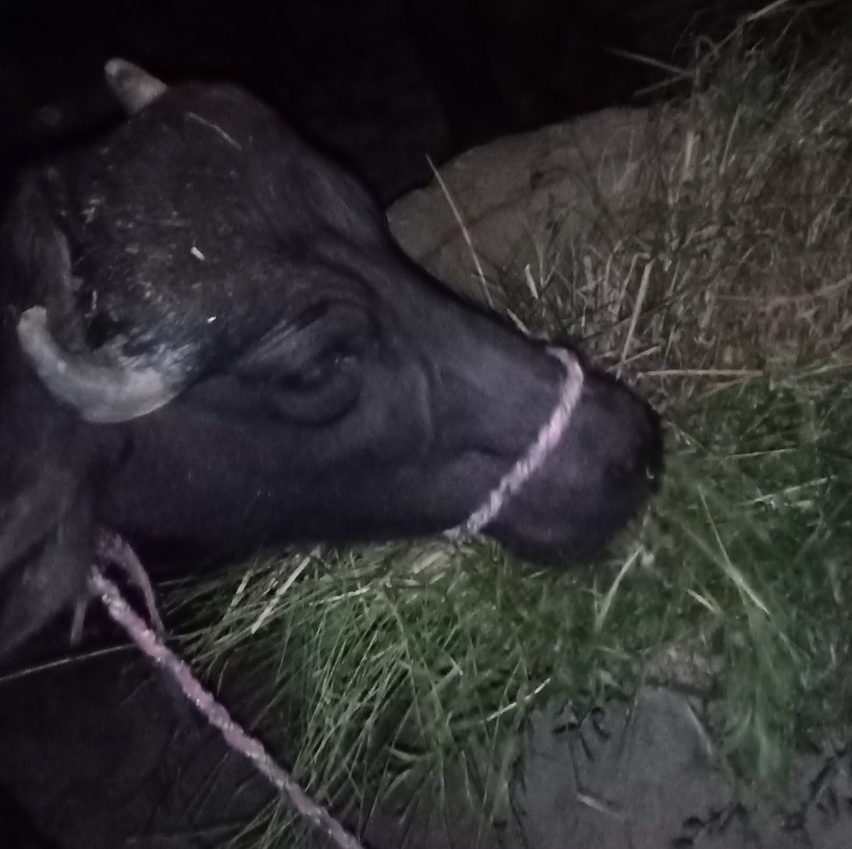 Bhale aap chand pe chale jao..
Mangal ki yatra kar lo par jab dudh ka namm aata hai na to sabse pahle yahi aad aata hai..
#TheBlack
#abhinandan
#sundayvibes
#NightmareTime https://t.co/ljPyheSWXu