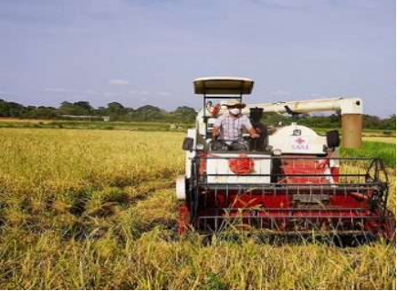 Chinese and Gambian agricultural technicians harvesting rice