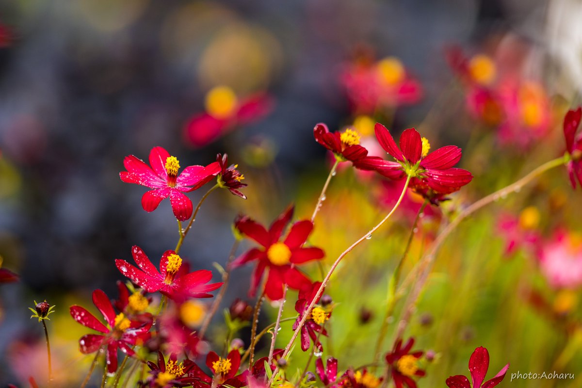 秋の花 秋の花