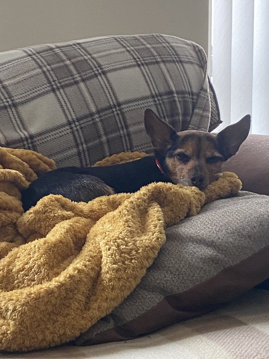 Robval04's tweet photo. Only one place for Mindy on a cold wet day. 🐶. https://t.co/n0yJjlSoVh