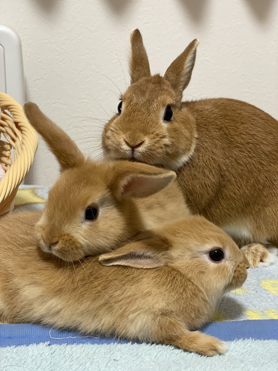 48Hityako's tweet photo. うさぎの親子🐰

今日はパパと遊んだでちゅよ〜🐰
(生後47日目 かなりおとなっぽくなってきました) https://t.co/GJzLmNlwUQ