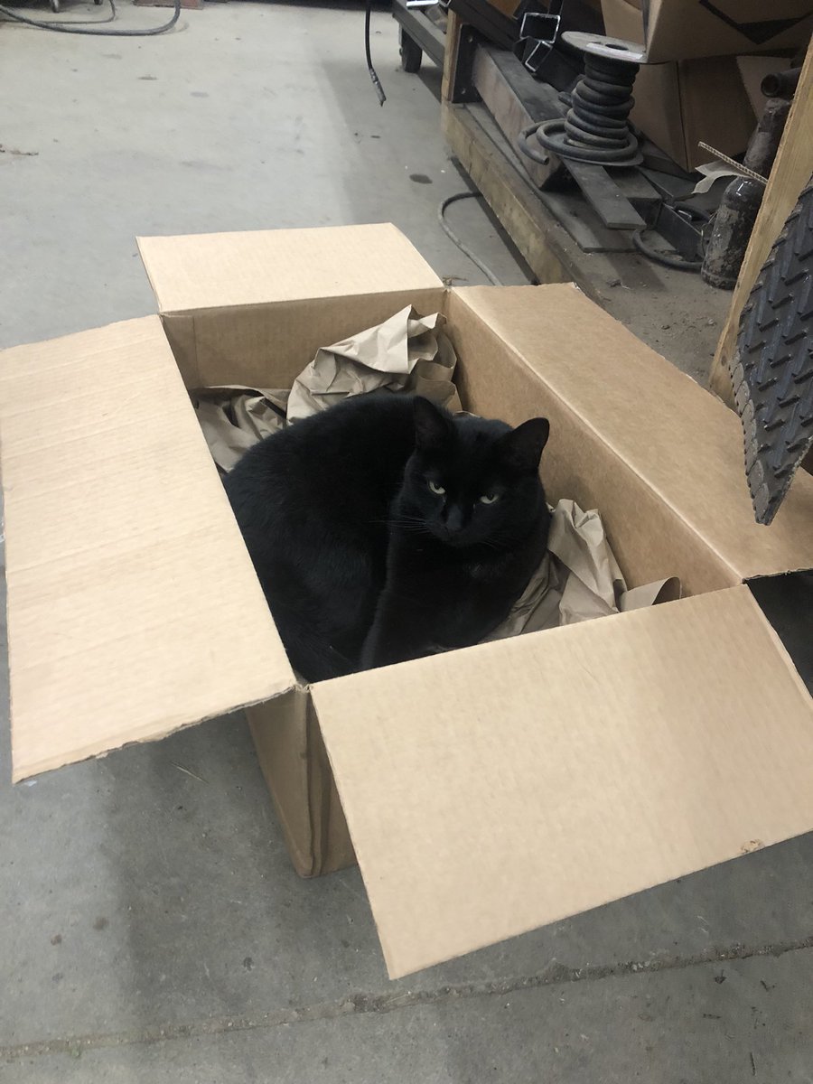 ryanarthur21's tweet photo. Parts arrive and Cupcake seems more excited for the packaging it arrived in... #howtocatchacat @CobbleHillsGolf @CatsOfTurf https://t.co/GdEaYvAi5u
