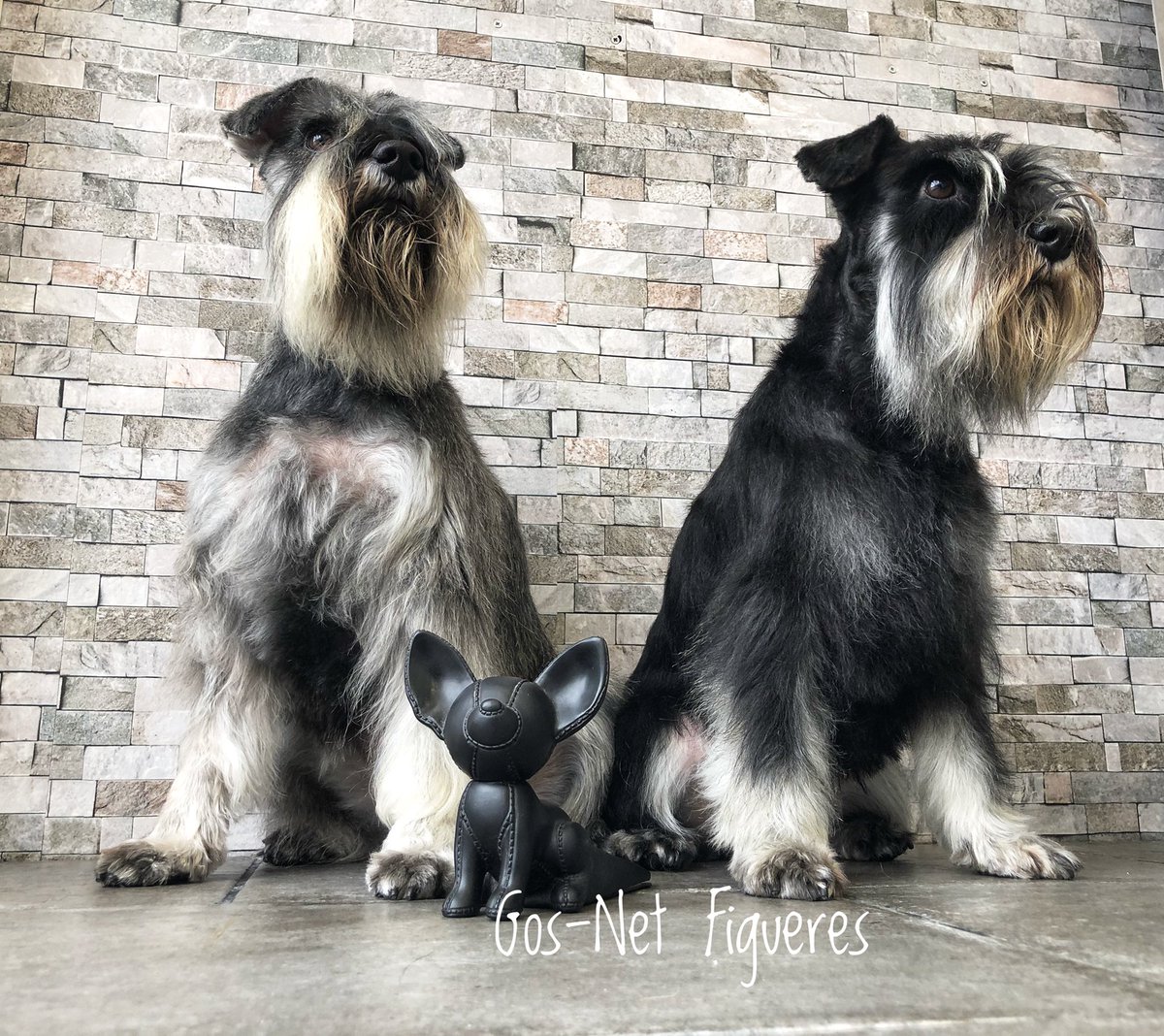 gosnetfigueres's tweet photo. Duc & Tana, espectaculares #schnauzers... qué decir de estos magníficos caninos? Todo bueno, añadir gratitud total hacia ell@s ♥️🐾✂️😍 #gosnetfigueres #belleza #mircat #equipazo #mascotas #diadelperro #partidopacma #spam #caninos #perros #figueres #empordà #bondia #gracies #amor https://t.co/iqlhizw23e