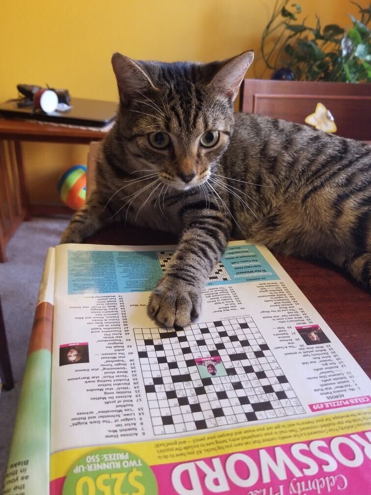 Rocket Kitty Nicer is a crossword pro at only 7 months old. Breaking news editor  @christisch1 did not choose the name.