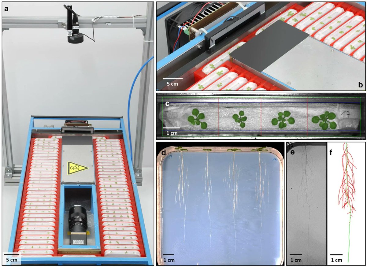 sci_plant's tweet photo. The platform GrowScreen-Agar enables identification of phenotypic diversity in root and shoot growth traits of agar grown plants

https://t.co/AqE2PT5Khz
#plantsci #GrowScreen-Agar #plantmethod ♻️ https://t.co/3ZN9VBjVS4