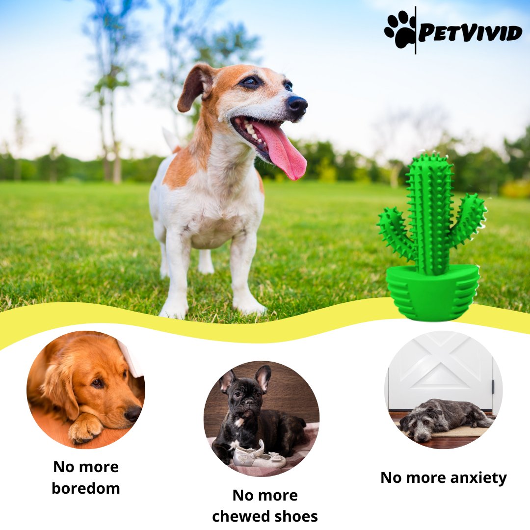 PetVivid's tweet photo. Keep Your Dogs' Oral Healthy and Fresh - The dog cactus toothbrush stick is designed as a tool that can clean the dog's teeth while chewing. 

#pettoothbrush #dogtoothbrush #dogteeth #dogfriendly #ilovemydog #dogsdaily https://t.co/ylpRUq2jhT