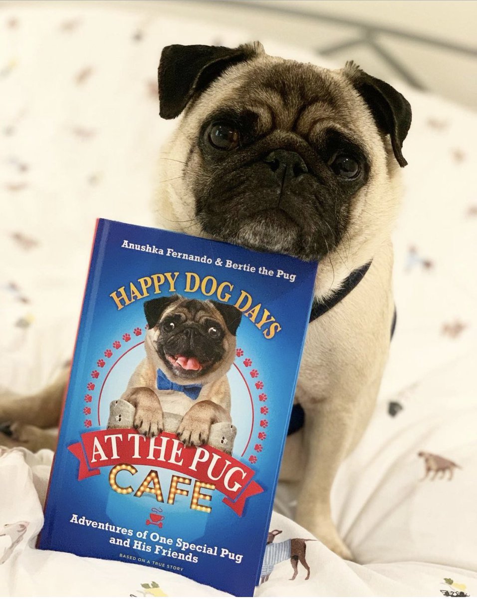 PugBertie's tweet photo. ITS MY PUGLICATION DAY!! I know it’s going to sell zillions of copies because who doesn’t love pugs?! 

Apparently I’ve got stiff competition from someone called Barack Obama but nobody could be more interesting then me surely! 😂🥳

@TheMirrorBooks @EveWhiteAgency @pugcafe https://t.co/gGEojM6Ef4