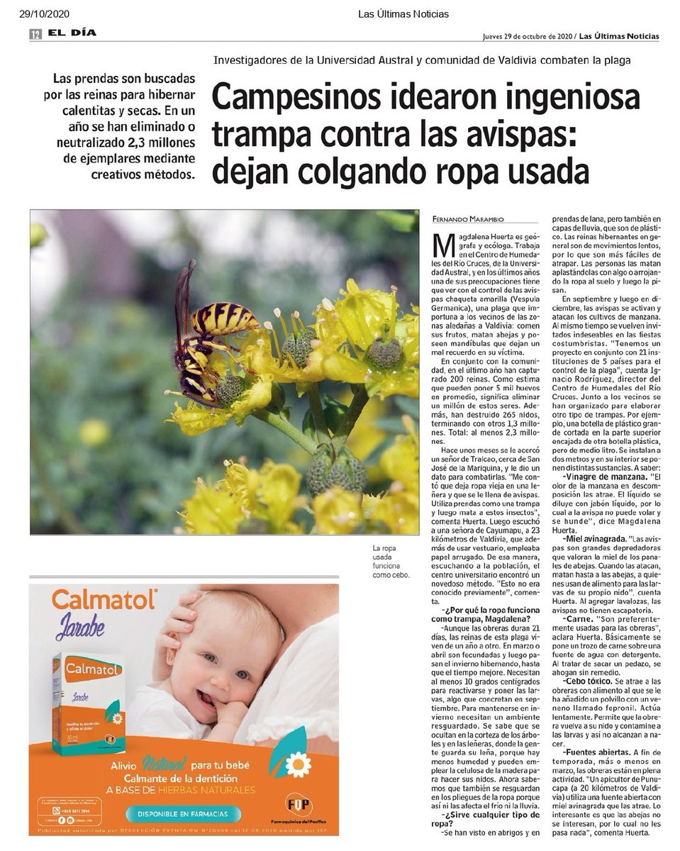 Hoy en LUN, algunas estrategias para control de la avispa chaqueta amarilla en las riberas del #HumedalRíoCruces que son parte de nuestro proyecto CONTAIN de manejo de #especiesinvasoras junto a colegas de la UdeC, Brasil, Escocia y Argentina. #Valdiviacl #controlcomunitario