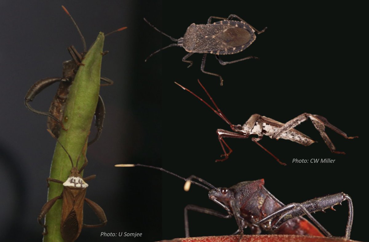 AnimBehSociety's tweet photo. Want to learn more about weaponized #insects, their mating #behavior and #reproductive #morphology? Follow @AnimBehSociety &amp; #ABStakeover next Monday (Nov 2) as @UFEntomology postdoc @ginnygreenway shares some of her research! https://t.co/w9a49m0AON
