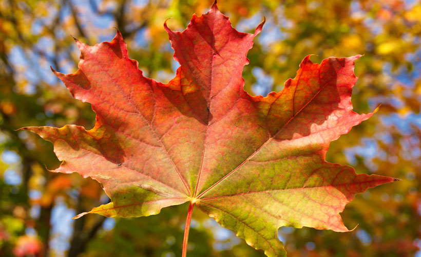 Reductress's tweet photo. Jealous? This Leaf Just Died: https://t.co/TuAIykZ19E https://t.co/SD1h7kWJeG