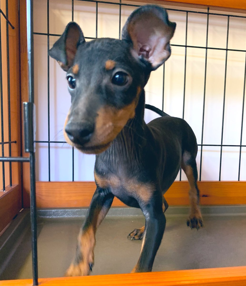 Dog Cat マム トイマンチェスター テリア 7月15日生まれ 男の子 350 000 税 300 000 税 ワクチン 摂取済み 好奇心旺盛で元気いっぱいな男の子です お問い合わせお待ちしております T Co Q2bfyldacy トイマン トイマンチェスター Dog Cat マム トイマンチェスター テリア 7月15日生まれ 男の子 350 000 税 300 000 税 ワクチン 摂取済み 好奇心旺盛で元気いっぱいな男の子です お問い合わせお待ちしております T Co Q2bfyldacy トイマン トイマンチェスター