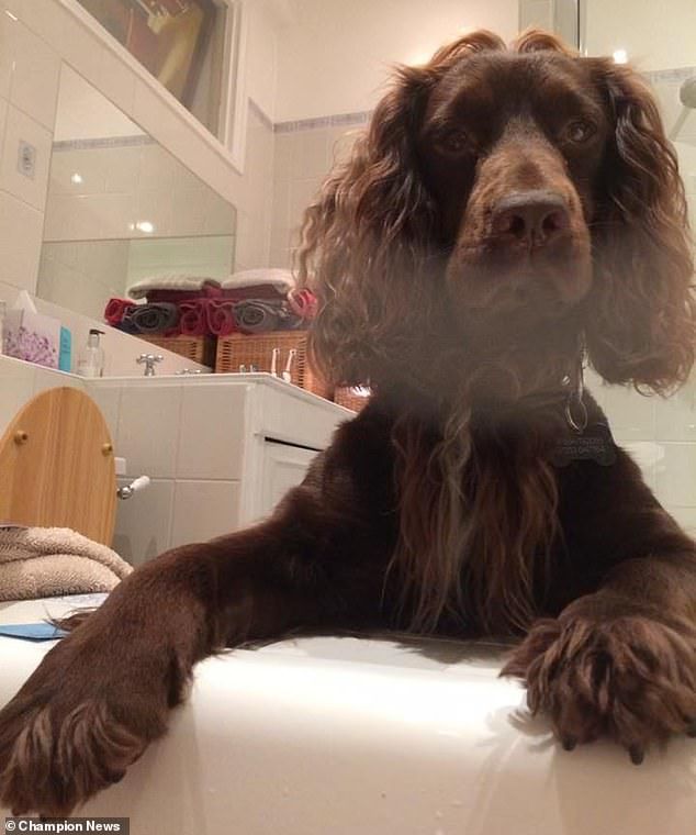 Bowman's Premium tweet media