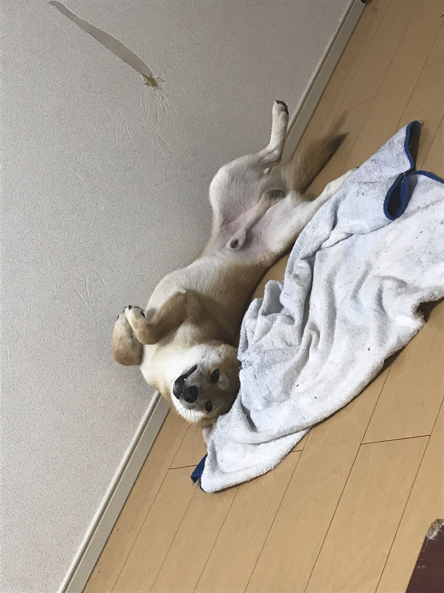 優美 ゆみ しばいぬって 絶対みんなひっくり返るんですか 柴犬飼いさんに聞きたいです 柴犬を崇めよ 柴犬好き集まれ 柴犬ちゃん太 いぬのいる暮らし 柴犬飼い主 柴犬大好き 柴犬好きさんと繋がりたい T Co 21jbwayqgs Twitter