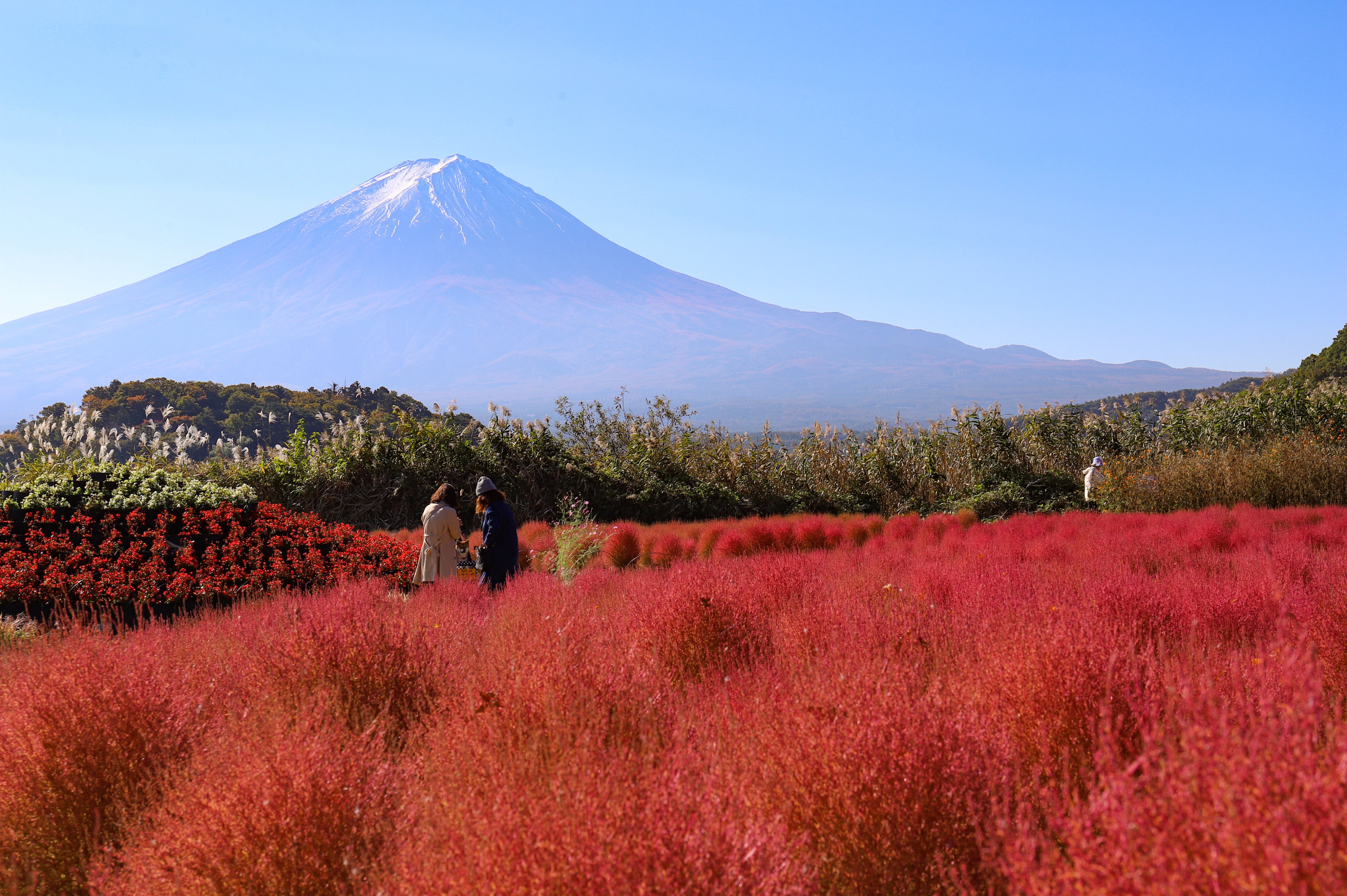 Fuji Can Go 大石公園のコキアが赤く色づき見頃を迎えています 今日は天気が良く うっすらと雪化粧した富士山も一緒に見ることができましたよ もみじ回廊の紅葉はまだ早かったですが 湖畔沿いはだんだんと紅葉してきています ぜひ河口湖のきれいな