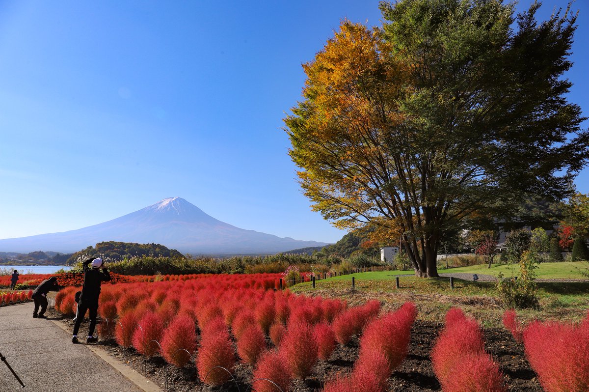 Fuji Can Go 大石公園のコキアが赤く色づき見頃を迎えています 今日は天気が良く うっすらと雪化粧した富士山も一緒に見ることができましたよ もみじ回廊の紅葉はまだ早かったですが 湖畔沿いはだんだんと紅葉してきています ぜひ河口湖のきれいな Fuji Can Go 大石公園のコキアが赤く色づき見頃を迎えています 今日は天気が良く うっすらと雪化粧した富士山も一緒に見ることができましたよ もみじ回廊の紅葉はまだ早かったですが 湖畔沿いはだんだんと紅葉してきています ぜひ河口湖のきれいな