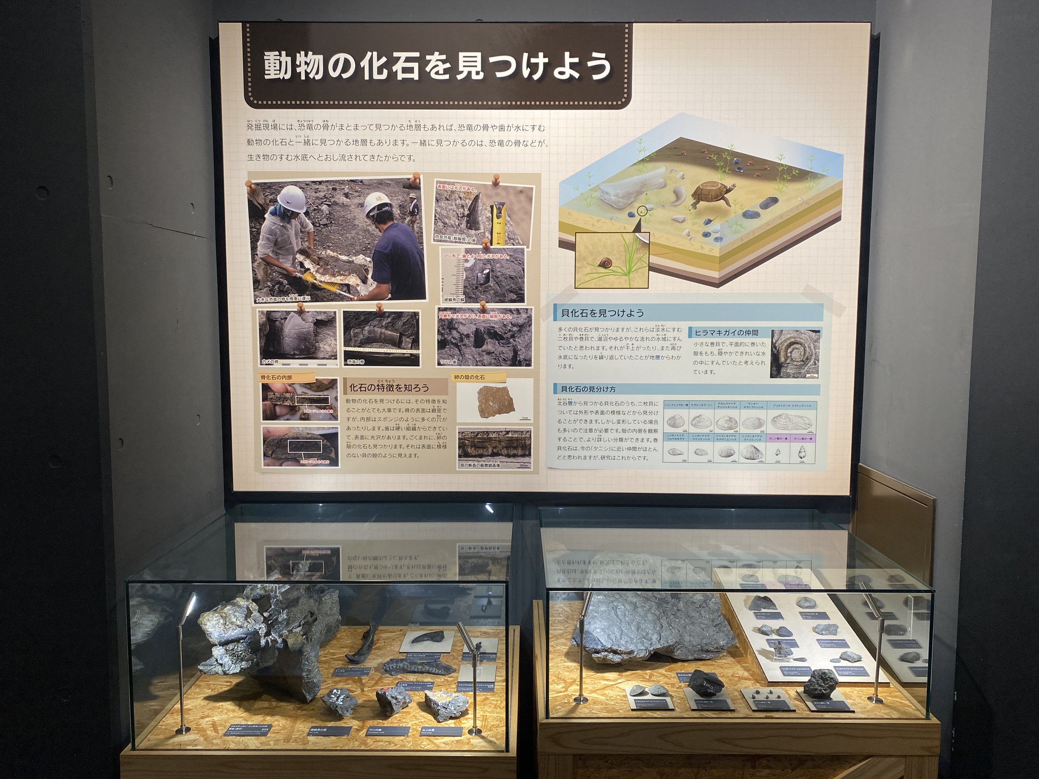 Uoichiba Yuta Tsukiji 今シーズンの野外恐竜博物館も残り数日で終了です ここでは発掘現場の観察や展示場で どのようにして化石が発掘 研究されているのかを知ることができます そして 発掘調査員の一員として発掘を体験することもできます Uoichiba Yuta Tsukiji 今シーズンの野外恐竜博物館も残り数日で終了です ここでは発掘現場の観察や展示場で どのようにして化石が発掘 研究されているのかを知ることができます そして 発掘調査員の一員として発掘を体験することもできます