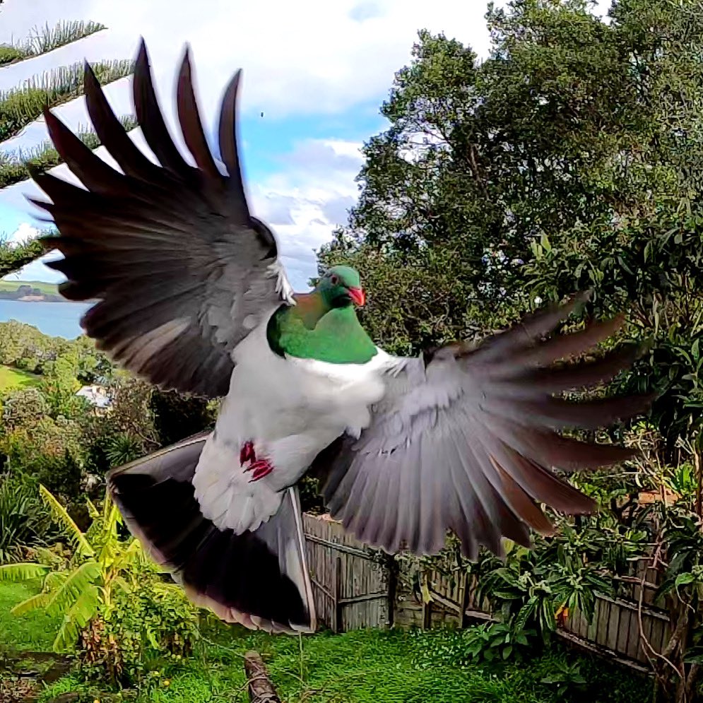 When kererū was bird of the year, everything was sweet. Re-elect the roundest boi for #BOTY2020 @Kereru4PM #birds #NewZealand