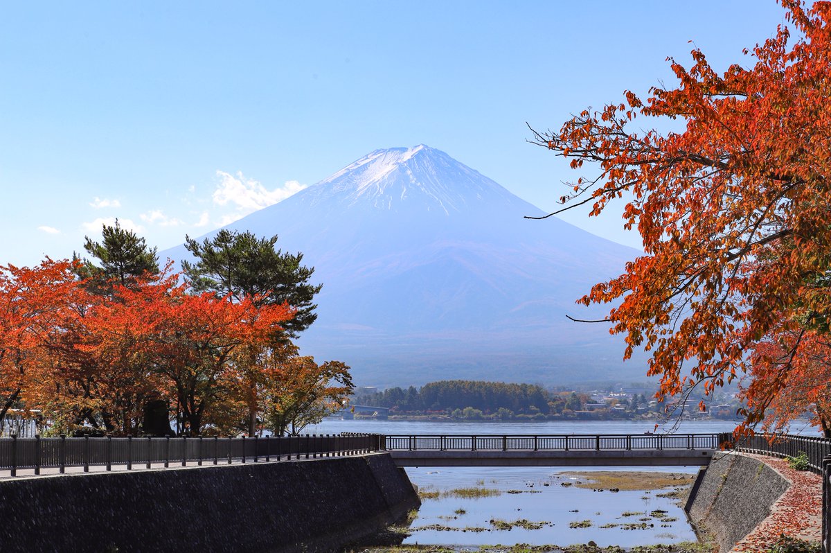 Fuji Can Go 大石公園のコキアが赤く色づき見頃を迎えています 今日は天気が良く うっすらと雪化粧した富士山も一緒に見ることができましたよ もみじ回廊の紅葉はまだ早かったですが 湖畔沿いはだんだんと紅葉してきています ぜひ河口湖のきれいな