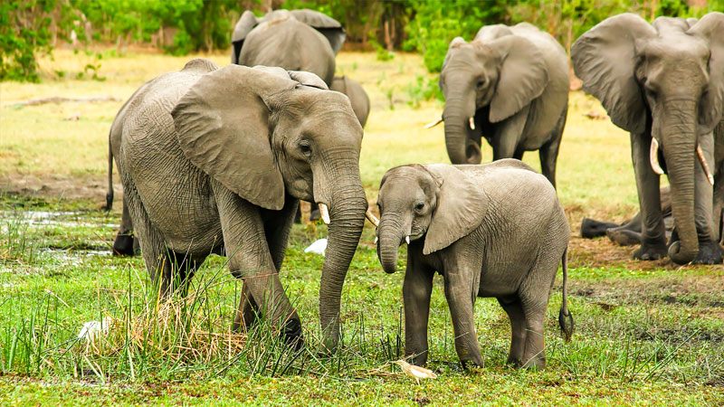 Spectrum_Tec's tweet photo. One to watch - Warsaw Zoo is treating its grieving elephant herd with #CBD oil in experimental new trial https://t.co/6lwg7OJEWc https://t.co/pp0vtBZiBU