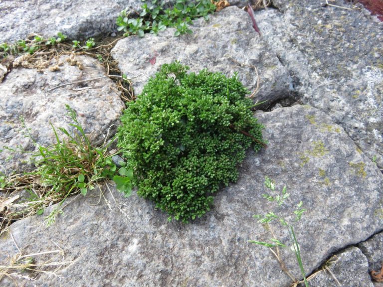 DevonshireAssoc's tweet photo. Find out more about Devon's urban botany in our new #InspiredbyDevon feature on our website at https://t.co/FmhT047XM5
#botany https://t.co/QVfBsTOYf7