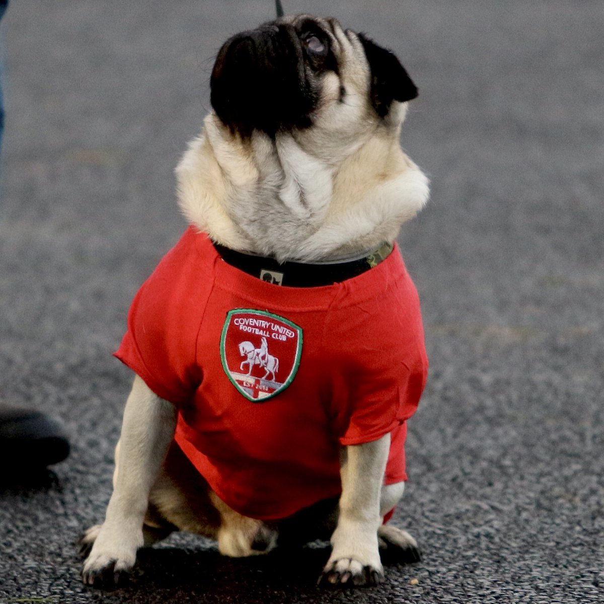 RugbyBoroughWFC's tweet photo. Throwback Thursday‼️

This little cutie is Pablo, who’s owner is former fans favourite Sami Ryder. 

Image was taken before our ladies entertained @spurswomen during November 2016.

#SuperCute 🐶 🐶
#WeRise 🔴🟢 https://t.co/mtLpcPhm1j