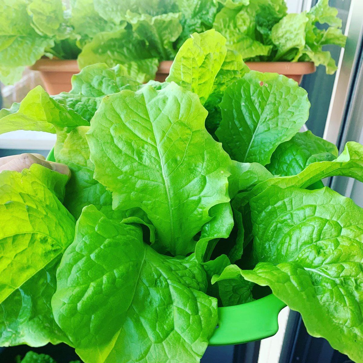 レタス栽培 Twitter Search