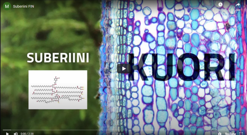 LukeFinland's tweet photo. Koivun kuoren yhdisteet, etenkin suberiini, tekevät kuoresta vedenpitävän. Kuinka tätä luonnon omaa polyesteria voisi hyödyntää? Katso videolta: https://t.co/3eA0S6znLB #metsäbiotaloudennäyteikkuna @mmm_fi @UniEastFinland @Metsahallitus @metsakeskus @lustomuseum https://t.co/wZRkBnMAM3