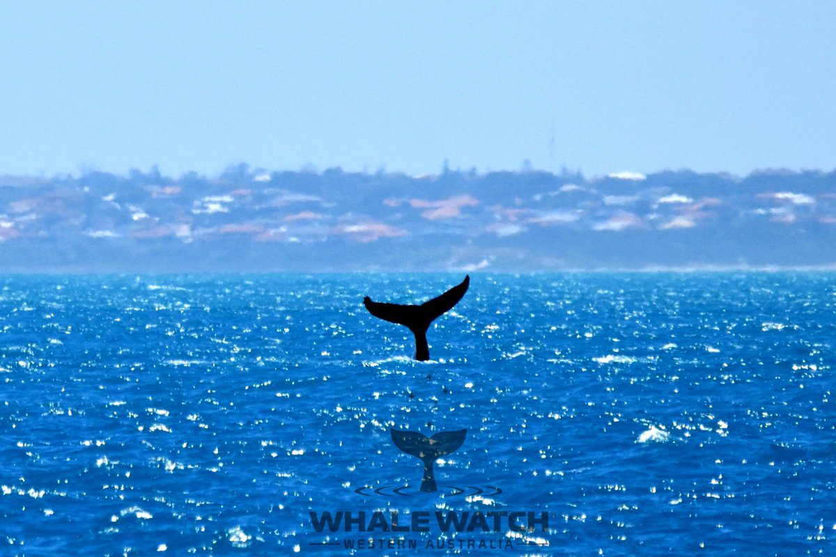 WhaleWatchWA's tweet photo. We found ourselves all the way out and inline with the Hillarys Boat Harbour as our first sighting appeared and we were surrounded by the friendly company of mother Humpbacks Whales and their gorgeous calves➡️ https://t.co/kQAyScAl1s

#WhaleWatchWesternAustralia #JoinThePod https://t.co/zrP4nNmKWF