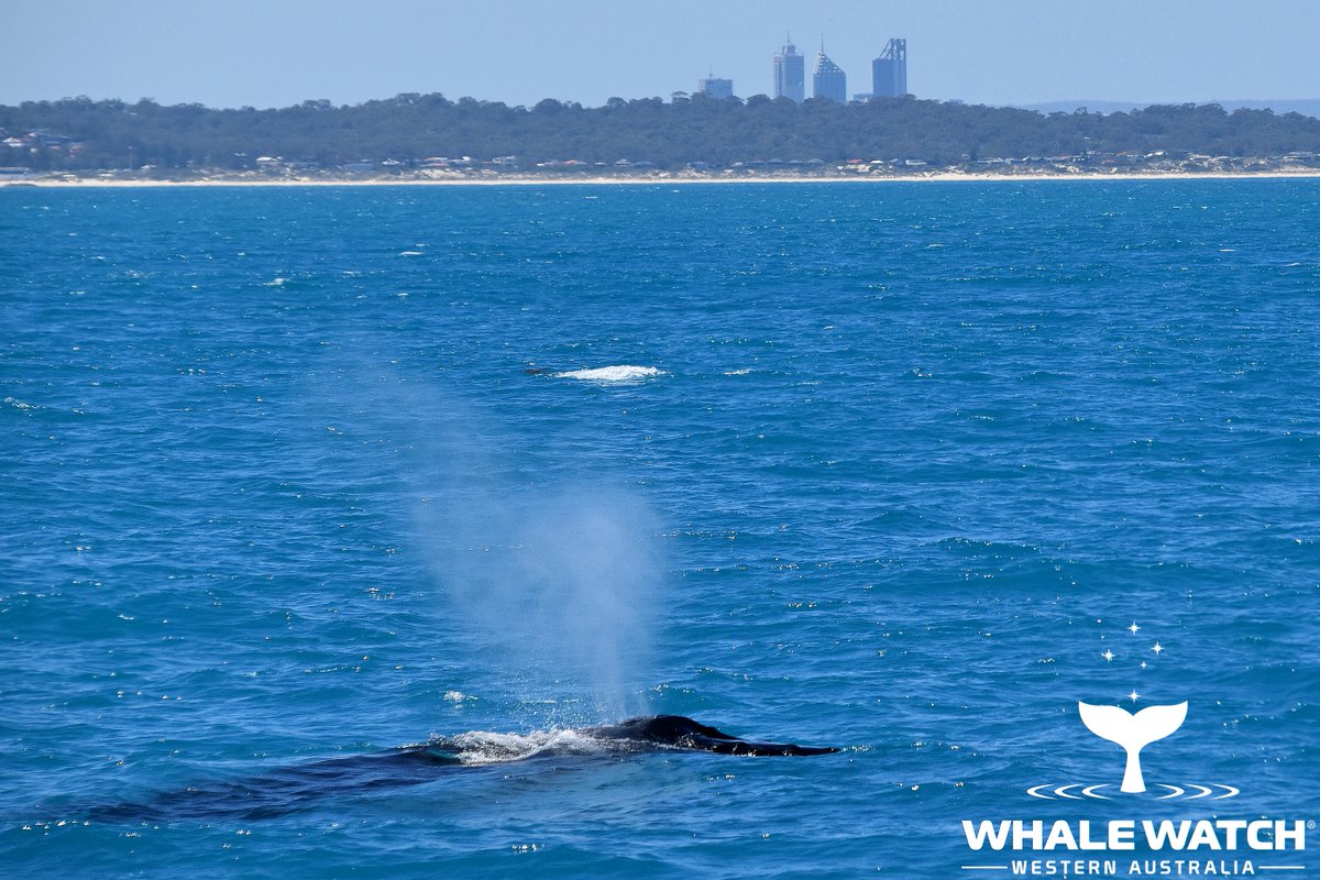 WhaleWatchWA's tweet photo. We found ourselves all the way out and inline with the Hillarys Boat Harbour as our first sighting appeared and we were surrounded by the friendly company of mother Humpbacks Whales and their gorgeous calves➡️ https://t.co/kQAyScAl1s

#WhaleWatchWesternAustralia #JoinThePod https://t.co/zrP4nNmKWF