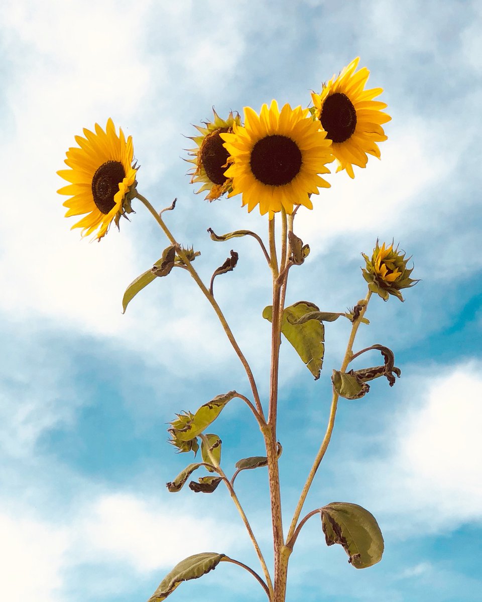 LightWander's tweet image. All are in one
One is in all
but to oneself
One is a whole
before one knows
the oneness of all. . .