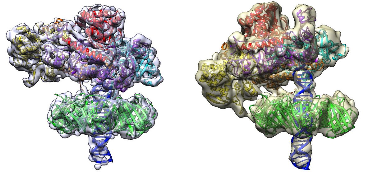 BMCBiology's tweet photo. New #openaccess research from @IshinoYoshizumi and colleagues: Two conformations of #DNA polymerase D-#PCNA-DNA, an archaeal #replisome complex, revealed by cryo-electron microscopy
Read it here: https://t.co/E2t8EbptyX https://t.co/eqt6pV3X7j